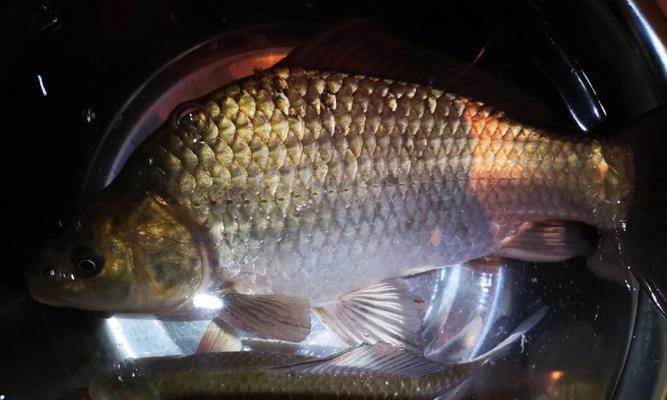 夜钓鲫鱼的最佳方法和技巧（掌握这些关键技巧）  第1张