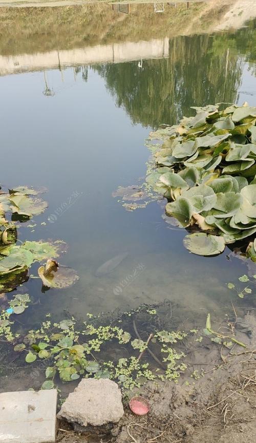 溢水渠钓鱼的绝佳技巧（掌握这些技巧）  第3张