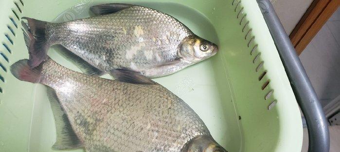 阴天钓鳊鱼的技巧与经验（探秘最佳钓鳊鱼时间和饵料选择）  第1张