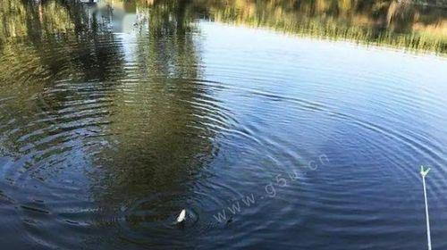 阴天闷热天钓鱼技巧（应对高温天气）  第1张