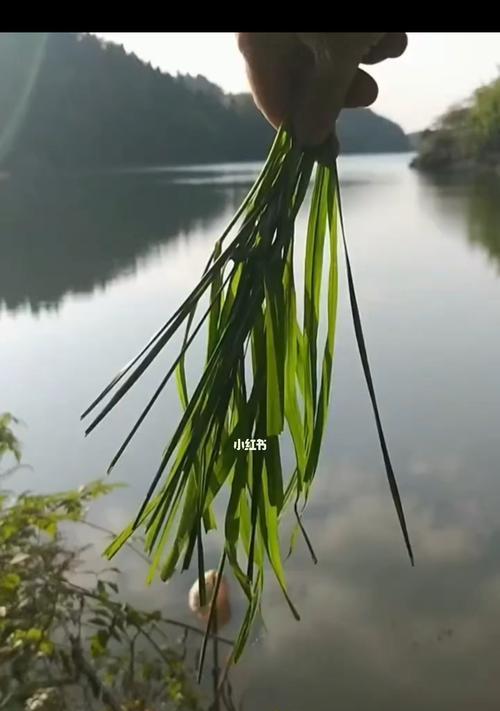 隐形钓鱼技巧教学（掌握高效的钓鱼技巧）  第3张