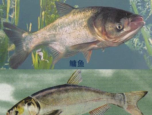 浮游生物钓鱼技巧大揭秘（掌握钓鱼技巧）  第3张