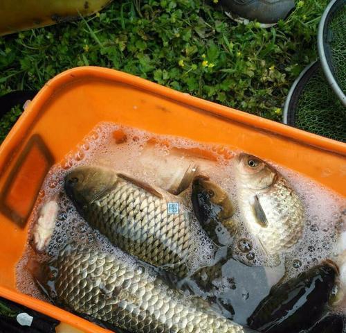 雨后垂钓鲤鱼技巧大揭秘（掌握雨后垂钓鲤鱼的关键技巧）  第3张