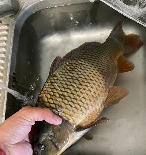 雨后垂钓鲤鱼的最新技巧（掌握雨后垂钓鲤鱼的关键）  第2张