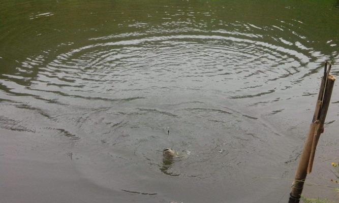 雨后钓鱼的三个小技巧（增加钓鱼成功率的关键技巧）  第3张