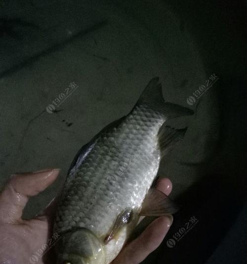 雨后钓鱼，畅享钓鲤的技巧（掌握关键的饵料选择）  第3张