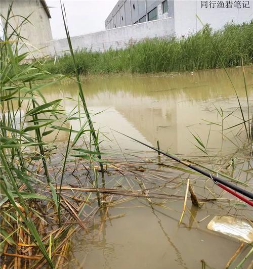 雨后钓鱼技巧指南（掌握钓鱼技巧）  第1张