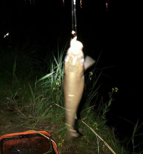 雨后秋季夜钓鲫鱼的最佳方法和技巧（掌握关键技巧）  第1张