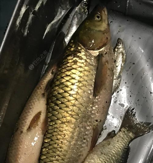 雨后秋季夜钓鲫鱼的最佳方法和技巧（掌握关键技巧）  第3张