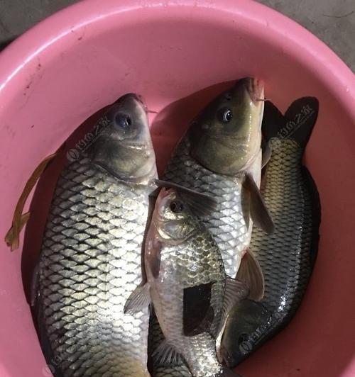 雨后秋季夜钓鲫鱼的最佳方法和技巧（掌握关键技巧）  第2张