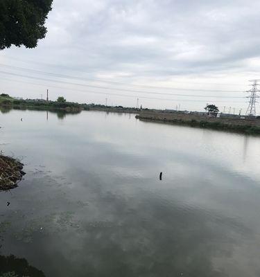 雨前钓鱼技巧教学（掌握雨前钓鱼技巧）  第1张