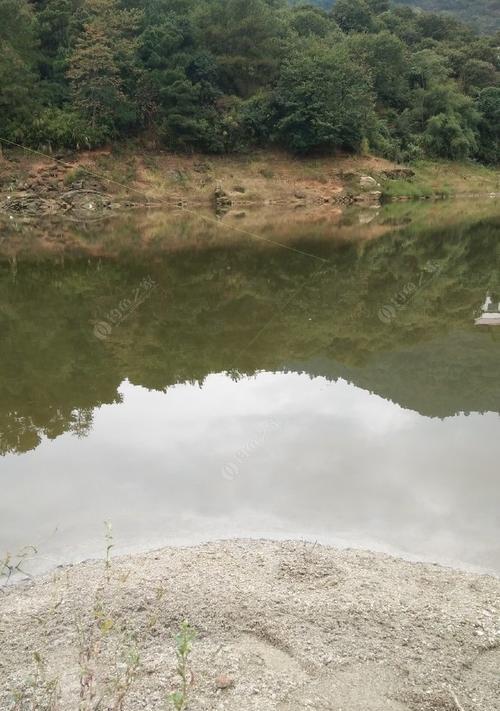 雨水季节水库野钓鲤鱼技巧（探寻雨季下水库中鲤鱼的捕获之道）  第1张