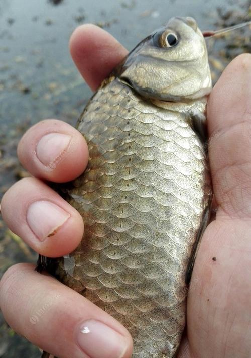 北方雨水节气钓鱼技巧（挑选饵料、选择钓点、注意水温变化）  第2张