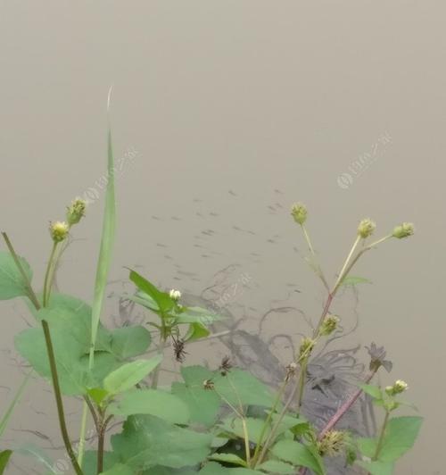 雨水过后，钓鱼技巧大揭秘（雨水节之后）  第1张