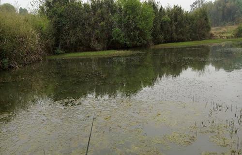 雨水时节钓鱼技巧（享受雨水中的丰收乐趣）  第3张