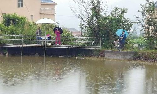 雨天池塘钓鱼的三个小技巧（掌握这三招）  第1张