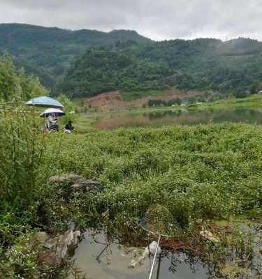 雨天垂钓鲫鱼的技巧（如何在雨天有效地垂钓鲫鱼）  第2张