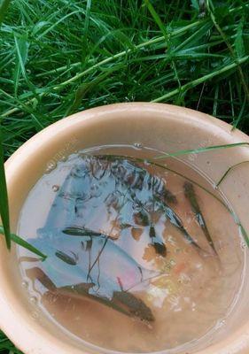 雨天钓鱼的技巧与方法（享受雨中的丰收乐趣）  第2张