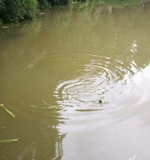 雨天野钓鱼的技巧（钓鱼技巧）  第2张