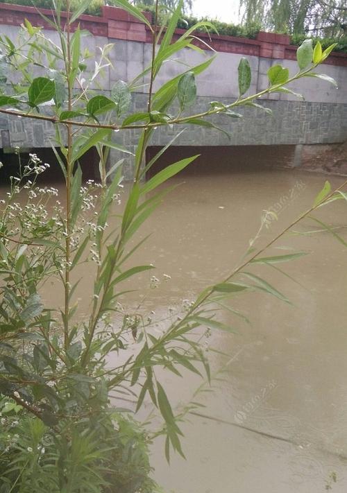 雨天野钓鱼技巧与方法（大雨钓鱼攻略）  第1张