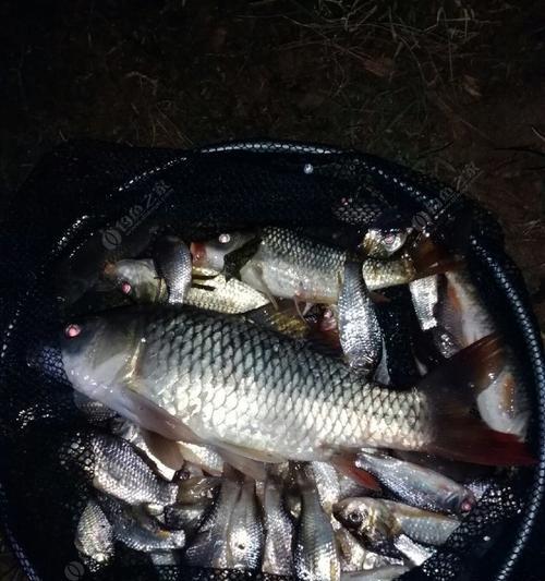 雨夜钓草鱼的技巧与方法（突破困局）  第1张