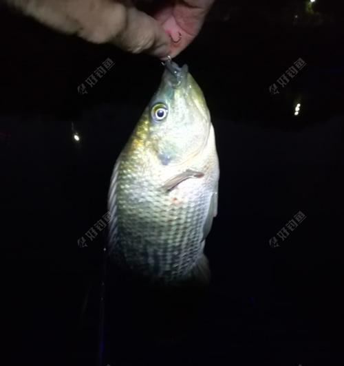 雨夜钓鲫鱼的技巧（揭秘雨天夜晚钓鲫鱼的绝招）  第2张