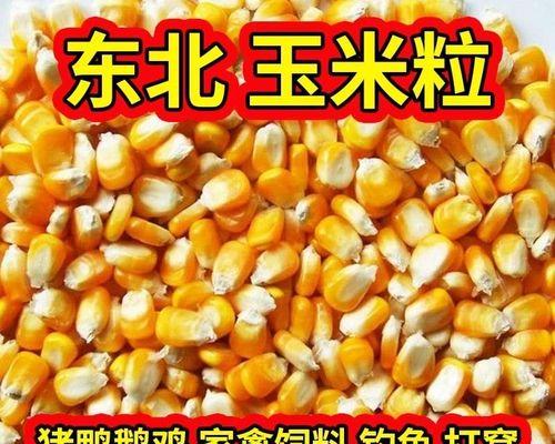 干玉米棒钓鱼的技巧与方法（掌握干玉米棒钓鱼）  第1张