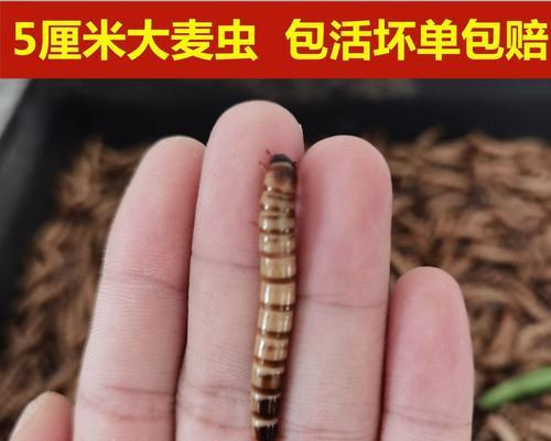 玉米糊针管钓鱼技巧（提高钓鱼效果的实用技巧）  第2张