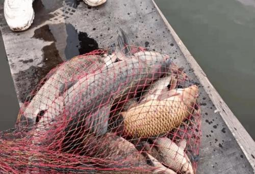 玉米野钓鲤鱼草鱼的方法技巧（玉米野钓鲤鱼草鱼的高效钓法）  第3张