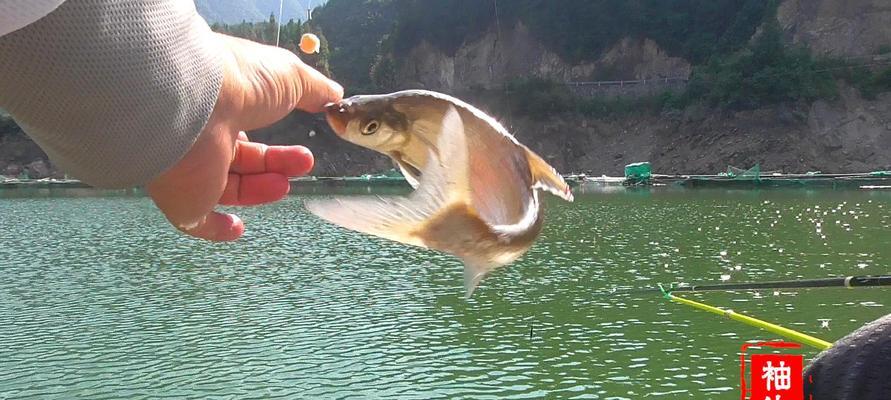 玉米鱼饵钓翘嘴鱼的技巧（钓翘嘴鱼必备的玉米鱼饵及钓法）  第2张