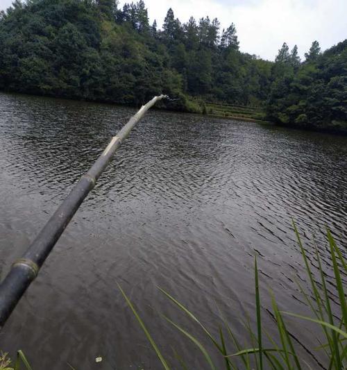 圆形池塘钓鱼技巧（掌握鱼儿的踪迹）  第2张