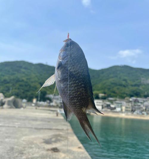 远海钓鱼技巧大揭秘（提升远海钓鱼技巧）  第3张