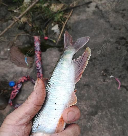 浙江小河沟野钓钓鱼技巧（揭秘浙江小河沟钓鱼的窍门和技巧）  第1张