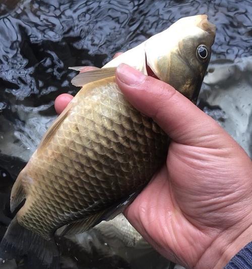 深入探讨真实野钓钓鲫鱼的技巧（精确掌握鲫鱼钓点的关键）  第3张