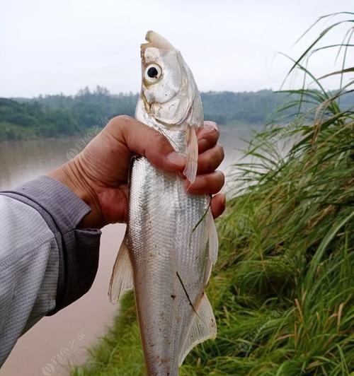 流水中的鱼儿——以支流退水钓鱼技巧为主题（从钓点选取到饵料使用）  第2张