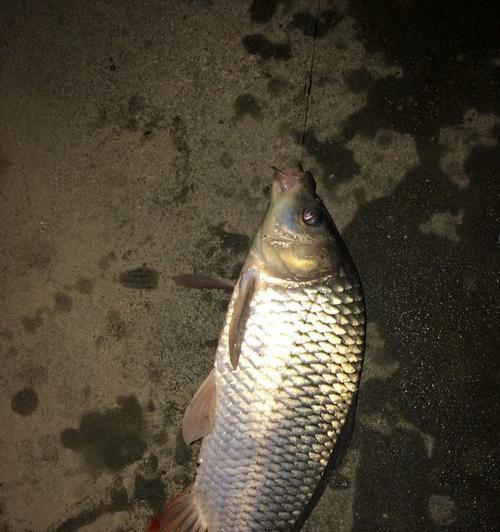 中秋节夜钓草鱼技巧（探秘草鱼的夜间嗜食习性与钓鱼技巧）  第3张