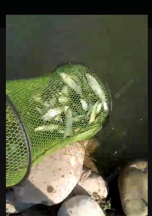 中秋时节野钓大鱼的技巧（享受中秋野钓乐趣）  第1张