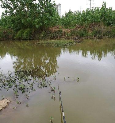 中秋下雨后钓鱼技巧与方法（掌握雨后钓鱼的窍门）  第2张