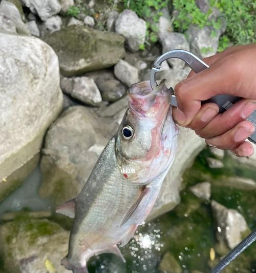 重庆夏季钓鱼技巧（掌握重庆夏季钓鱼的窍门）  第3张