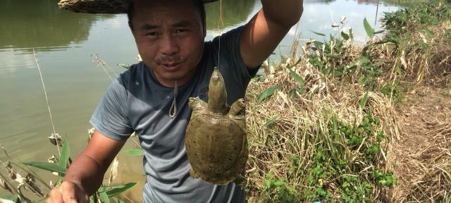 猪肝挂钩钓鱼的技巧（提高成功率的关键是“色）  第1张