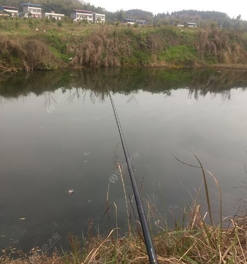 钓鲤鱼的竹竿技巧（掌握有效的鲤鱼钓法）  第1张