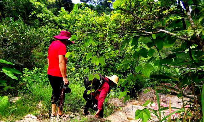 竹林小水坑钓鱼技巧（掌握技巧）  第3张