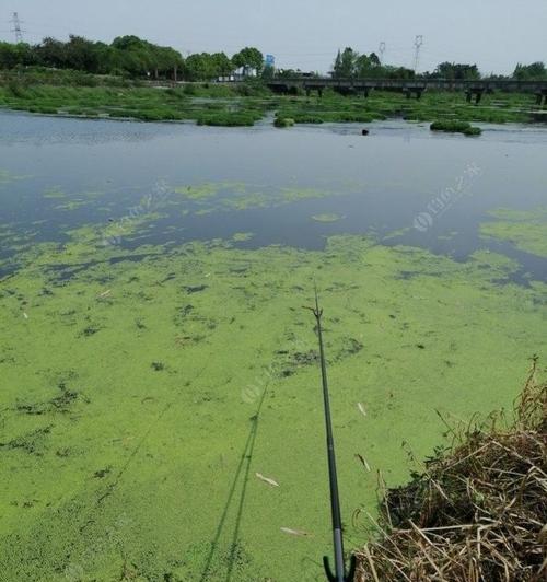 冰面钓鱼钓鲫鱼技巧和方法是什么？如何提高钓鲫鱼的成功率？  第1张