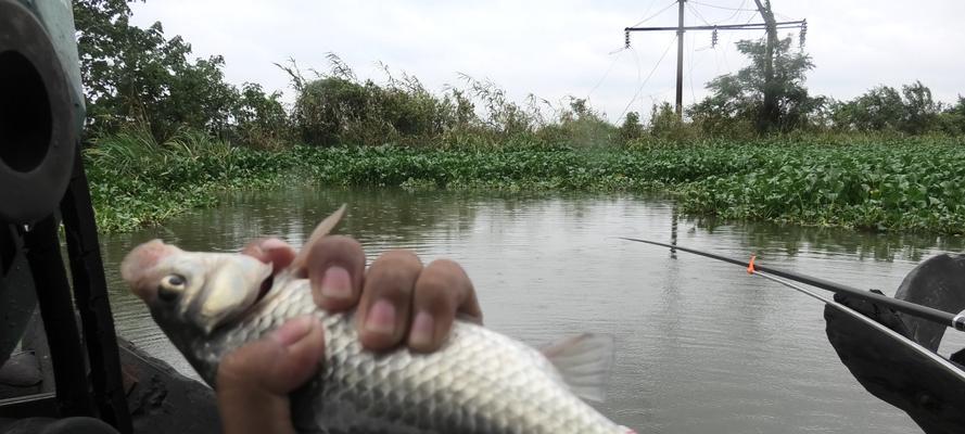 沉底钓鱼技巧淡水有哪些？如何提高淡水钓鱼的成功率？  第2张