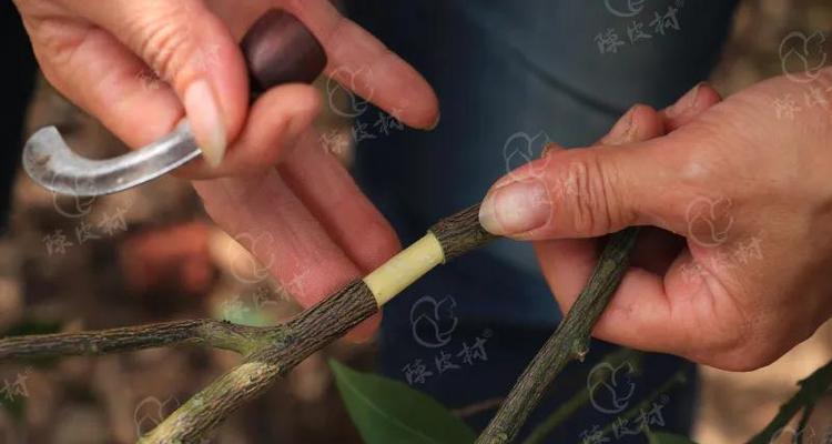 陈皮钓鱼技巧教程？如何利用陈皮提高钓鱼成功率？  第2张