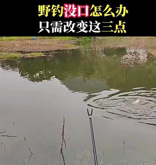 城市人工河钓鱼技巧有哪些？如何提高钓鱼成功率？  第1张