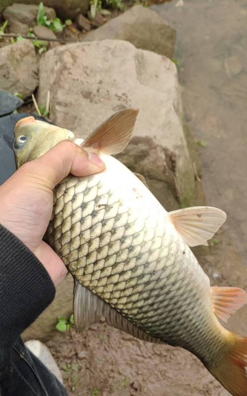 池塘垂钓花鲢鱼的技巧是什么？如何提高钓花鲢鱼的成功率？  第2张