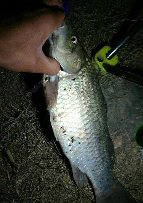 初春江西河流夜钓鲫鱼技巧有哪些？如何提高夜钓鲫鱼的成功率？  第2张