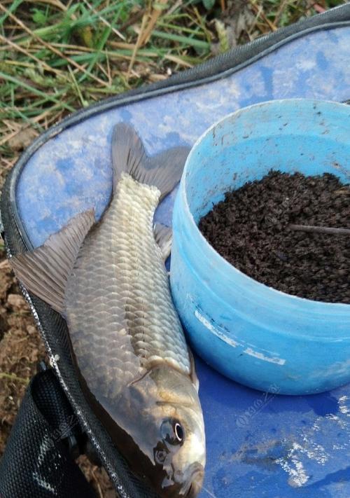 初冬大水面野钓鲫鱼技巧教程？如何提高钓获率？  第2张