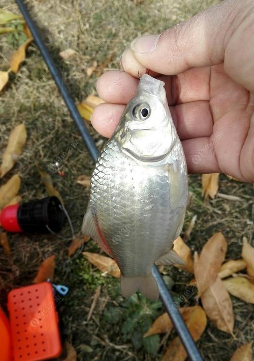 初冬钓鲤鱼用什么饵料好？有哪些钓鱼技巧？  第3张